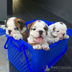 Photo №1. english bulldog - for sale in the city of Tallinn | negotiated | Announcement № 124641