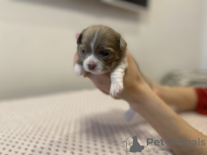Additional photos: Chihuahua puppies for sale.