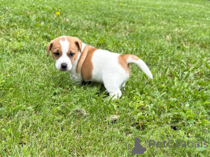 Photo №3. Adorable Jack Russell for rehoming .. Germany