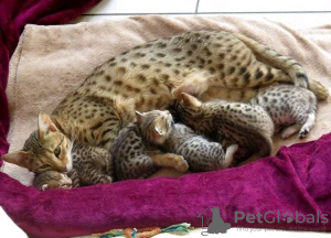 Additional photos: Licensed Savannah F1,F2,F3,F4,F5 Kittens Available