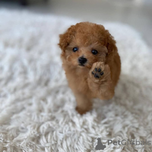 Photo №2 to announcement № 63504 for the sale of poodle (toy) - buy in Bosnia and Herzegovina private announcement