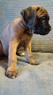 Photo №3. puppies cane corso. Russian Federation