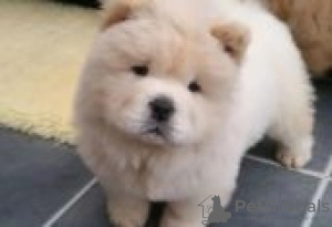 Photo №2 to announcement № 126921 for the sale of chow chow - buy in Germany private announcement