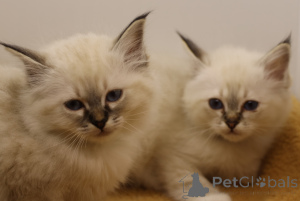 Photo №1. birman - for sale in the city of Barra de Navidad | 379$ | Announcement № 172226
