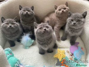Photo №1. british shorthair - for sale in the city of Helsinki | 258$ | Announcement № 154761