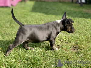 Photo №3. Miniature Bull Terrier. Poland