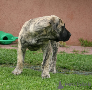 Photo №3. Presa Canario Puppies. Latvia