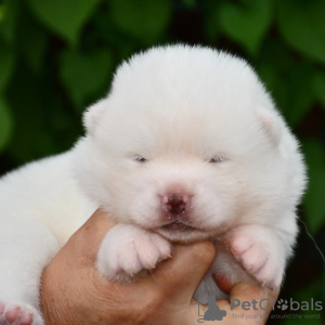 Photo №1. akita - for sale in the city of Cherkassky Bishkin | 800$ | Announcement № 57773
