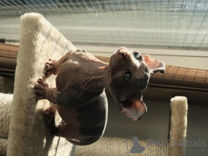 Photo №4. I will sell sphynx cat in the city of Бордо.  - price - Is free