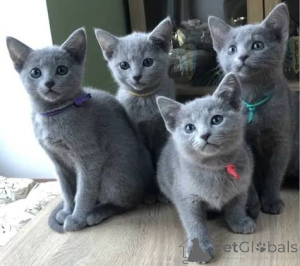 Photo №1. russian blue - for sale in the city of Andorra la Vella | negotiated | Announcement № 173410