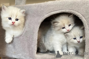 Photo №1. siberian cat - for sale in the city of Grevenbroich | 361$ | Announcement № 174782