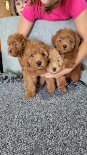 Additional photos: Mini poodle puppies