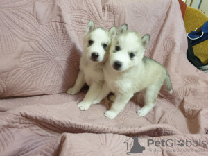 Photo №2 to announcement № 11173 for the sale of siberian husky - buy in Ukraine private announcement