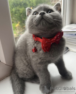 Photo №2 to announcement № 102804 for the sale of british shorthair - buy in United States private announcement