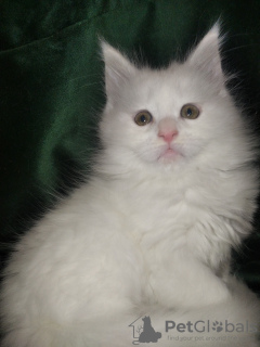 Photo №1. maine coon - for sale in the city of Molodechno | negotiated | Announcement № 19037