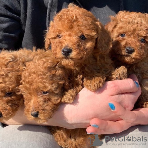 Photo №1. poodle (toy) - for sale in the city of Luqa | 402$ | Announcement № 47611
