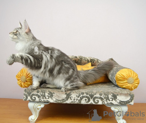 Photo №2 to announcement № 8876 for the sale of maine coon - buy in Russian Federation from nursery, breeder