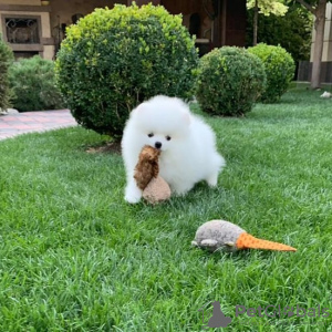 Photo №3. Pomeranian puppies. Germany