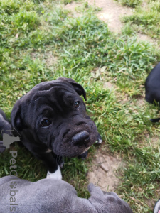 Photo №2 to announcement № 139925 for the sale of staffordshire bull terrier - buy in Switzerland private announcement