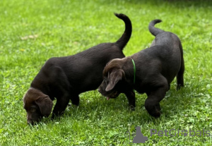 Photo №2 to announcement № 56604 for the sale of labrador retriever - buy in Germany 