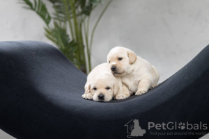 Photo №2 to announcement № 78627 for the sale of labrador retriever - buy in Belarus from nursery