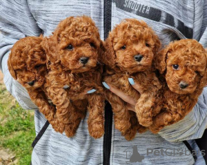 Photo №1. poodle (toy) - for sale in the city of Biržai | negotiated | Announcement № 53580