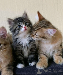 Photo №2 to announcement № 161009 for the sale of persian cat - buy in Finland private announcement, breeder