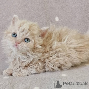 Photo №1. selkirk rex shorthair - for sale in the city of Berlin | negotiated | Announcement № 174851