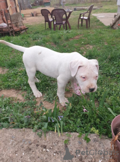 Additional photos: Dogo Argentino puppies