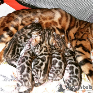 Photo №1. bengal cat - for sale in the city of Almaty | 1057$ | Announcement № 40316
