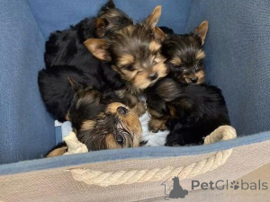 Photo №1. yorkshire terrier - for sale in the city of Vaslui | negotiated | Announcement № 160035