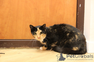 Additional photos: A wonderful young cat Lapushka is looking for a home and a loving family!