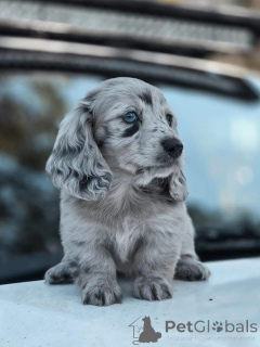 Photo №2 to announcement № 163516 for the sale of  - buy in Australia 