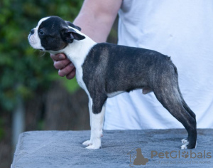 Additional photos: Boston Terrier Beautiful puppies for sale