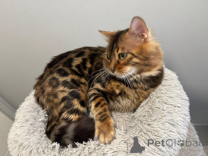 Photo №1. bengal cat - for sale in the city of Lucerne | 706$ | Announcement № 152660