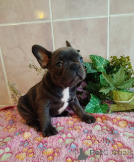 Photo №3. French bulldog.. Belarus