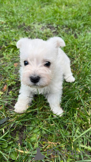 Additional photos: West highland white terrier puppies