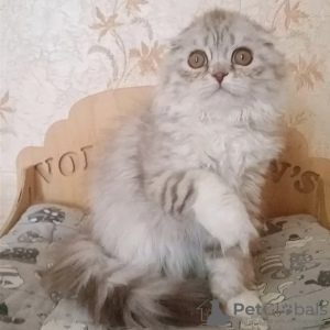 Photo №3. Highland Fold cat. Russian Federation