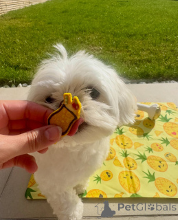 Photo №1. maltese dog - for sale in the city of ALAVUS | 671$ | Announcement № 169371
