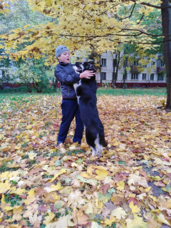 Photo №4. I will sell east-european shepherd in the city of Москва. from nursery, breeder - price - 315$