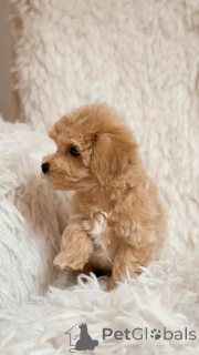 Photo №3.  Smart, Social, and Absolutely Adorable Maltipoos for Sale. Germany