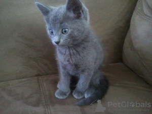 Photo №1. british shorthair - for sale in the city of Sexdrega | Is free | Announcement № 126336