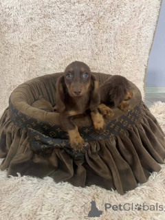 Photo №3. Long-haired miniature dachshund in chocolate brown. Serbia