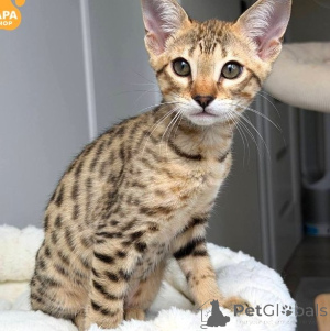 Photo №1. savannah cat - for sale in the city of Weinzierl Am Walde | Is free | Announcement № 171181