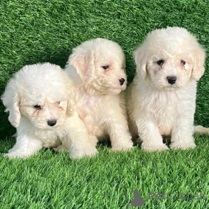 Photo №1. bichon frise - for sale in the city of Luxembourg | negotiated | Announcement № 178071