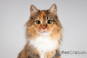 Photo №2 to announcement № 166043 for the sale of  - buy in Russian Federation from the shelter