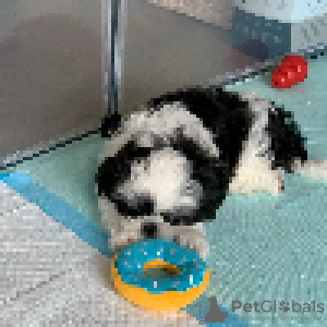 Photo №3. Adorable Male And Female Shih Tzu Puppies. United States