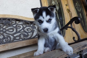 Photo №2 to announcement № 81571 for the sale of siberian husky - buy in United States from the shelter
