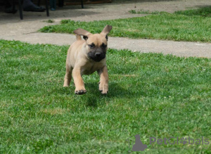 Additional photos: Boerboel (South African Mastiff) puppies