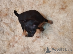 Photo №1. miniature pinscher - for sale in the city of Płock | 158$ | Announcement № 35418